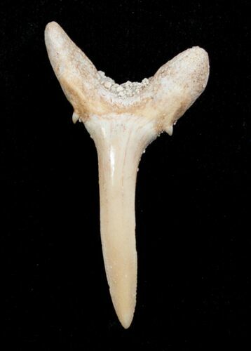 Carcharias (Extinct Sand Tiger) Shark Tooth - Eocene #3426